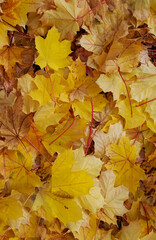 Abstract background of yellow autumn leaves