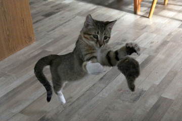 Kitten playing with stuffed mouse toy in kitchen