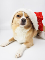 a light-colored chihuahua wearing a Santa Claus hat on a white background. background for the christmas greating card