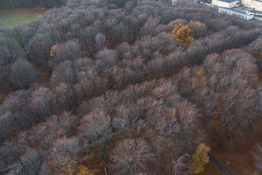 Sweden, Malmoe, Aerial view of bare trees inPildammsparken