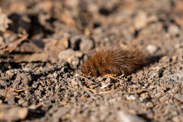 The furry brown caterpillar of the moth Bear-kaya (lat.Arctia caja) crawls on the ground in the forest.