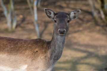 Dama European fallow deer brown color wild ruminant mammal on pasture in autumn winter time, beautiful woodland animal