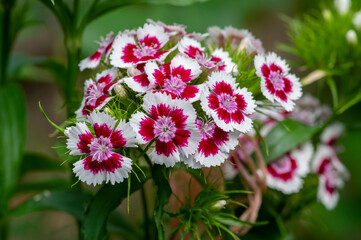 Dianthus barbatus beautiful ornamental flowering plants, group of bright pink purple white flowers in bloom