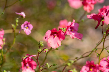 Obraz premium Diascia fetcaniensis pink purple flowering twinspur plant, group of small flowers in bloom, green leaves