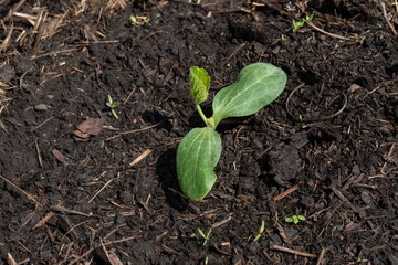 Melon sprout with cotyledon leaves sprouted from the soil in the garden in the spring.