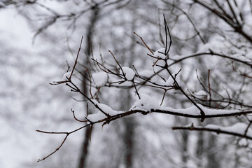 view of snow-covered tree branches close up