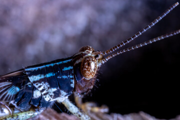 black grasshopper on top of a dead tree