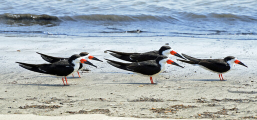 Black Skimmers on the Beach at Santa Barbara, California