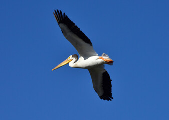 Fototapeta na wymiar White Pelican in Flight at San Francisco Bay, California