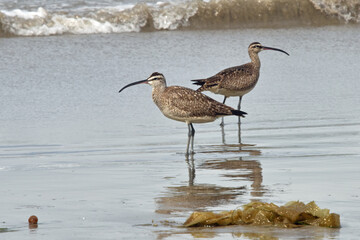 Curlews on the Beach at Bates Beach, California