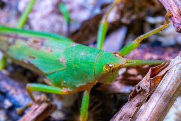close up view of a green grasshooper