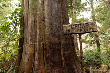 'Cedar, Tree of Life', Big Tree Trail, Meares Island, Tofino, British Columbia