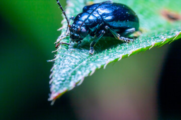 a black beetle on top of a leaf