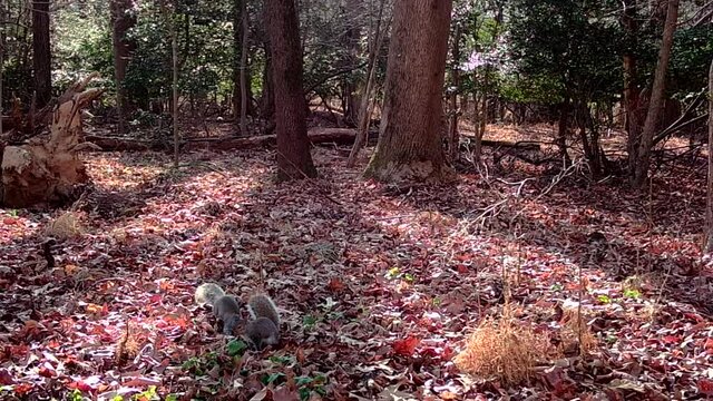 two American grey squirrels in forest