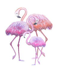 A family of pink flamingos. Watercolor drawing, isolated on a white background