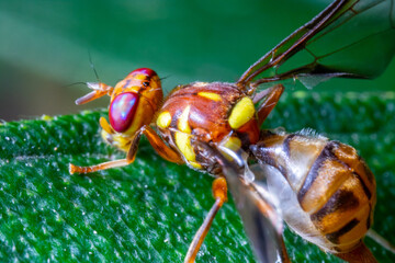 close up image of an orange bee