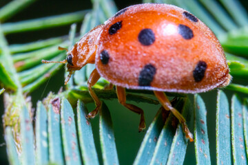 macro image of a ladybug on top of a leaf