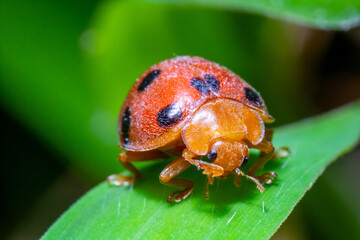 macro image of a ladybug on top of a leaf