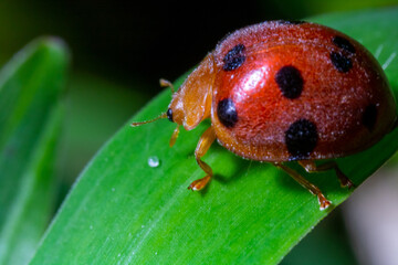 macro image of a ladybug on top of a leaf
