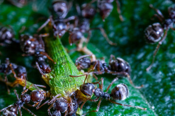 group of ants eating a headless grasshooper