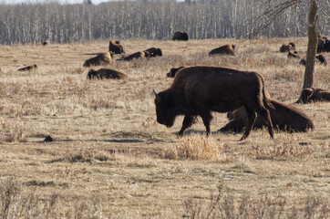 Herd of Plains Bison in a Field