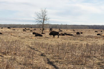 Herd of Plains Bison in a Field
