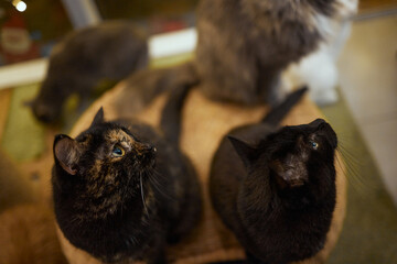 Cat standing on its hind legs, asks food.
