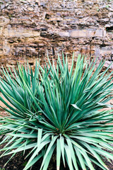 Yucca Arkansana in Tbilisi Botanical Garden. High quality photo