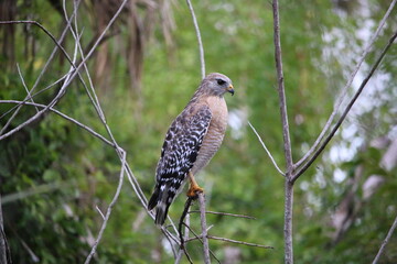 Red Shouldered Hawk in a tree
