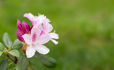 A cluster of pink rhododendron azalea blooming flowers on a green background in nature with copy space for text. A closeup of a beautiful plant growing outdoors.