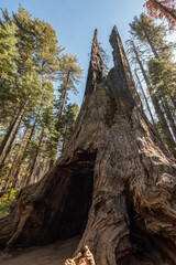Famous Tunnel Tree in the Yosemite National Park