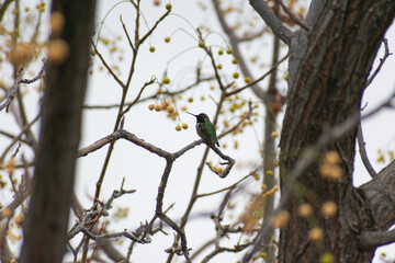 humming bird resting on a tree branch