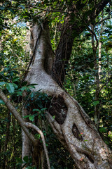 Scenci vegetation in the Everglades National Park in Florida