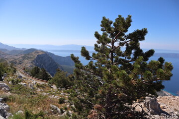 Pine tree in the mountains. Scenic landscape of a green pine tree on top of a mountain against a background of blue sky and sea, Croatia