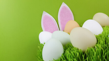 rabbit ears and multicolored eggs of natural color on green real grass on a blue background