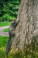 Obraz premium VANCOUVER ISLAND - A squirrel climbing a tree