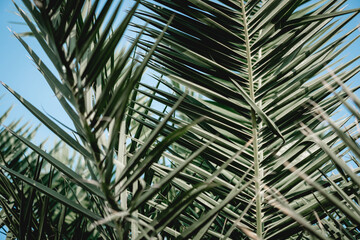 Copy space tropical palm. abstract background. Summer vacation and outdoor adventures. Ecology and environment concept