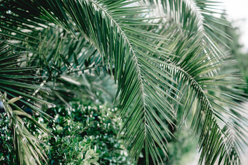 Copy space tropical palm. abstract background. Summer vacation and outdoor adventures. Ecology and environment concept