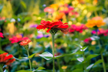 VICTORIA, BC - Flowers in Victoria's Botanical Gardens