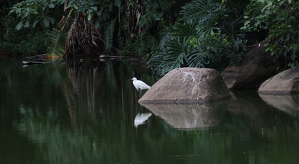 Reflexos garça longe