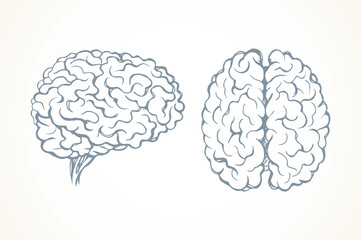 Brain. Vector drawing icon sign