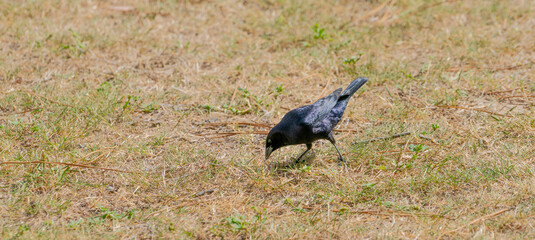 black blackbird