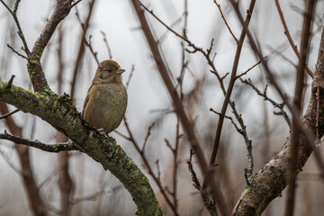 sparrow on a branch
