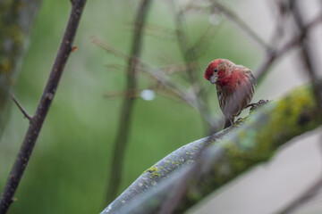 House finch on a branch