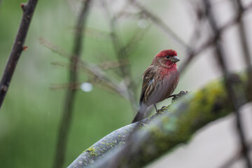 House finch on a branch