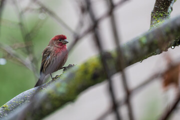 House finch on a branch