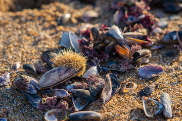 Shells on the beach