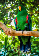 A parrot in butterfly gardens