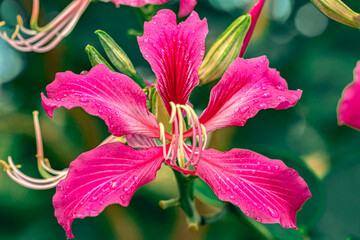 Pink Bauhinia flower blooming, close-up of purple orchid tree or purple Bauhinia