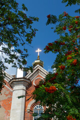 Fototapeta na wymiar An Orthodox cross glowing in the sun on the dome of the church. The church is made of red brick. In the foreground are blurred rowan berries. Bottom view. Daylight. Summer.